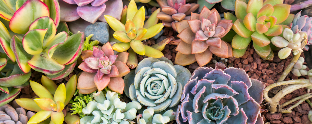 Succulent Plants